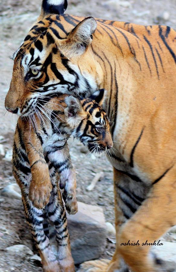 The Fern Ranthambore Forest Resort Rajasthan Савай Мадхопур Екстериор снимка